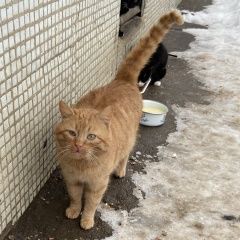 Подробнее об объявлении «Мытищи Найден кот рыжий кот.» Фото: найдена кошка  «Мытищи Найден кот рыжий кот.» в г. Мытищи