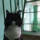 Подробнее об объявлении «Москва Найден кот» Фото: найдена кошка  «Москва Найден кот» в г. Москва