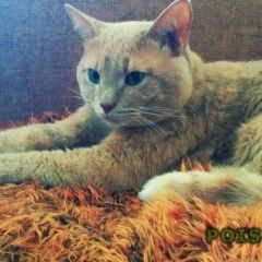 Подробнее об объявлении «Москва Найден кот бирюлево западное» Фото: найдена кошка  «Москва Найден кот бирюлево западное» в г. Москва