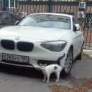 Подробнее об объявлении «Москва Найдена кошка кошечка» Фото: найдена кошка  «Москва Найдена кошка кошечка» в г. Москва