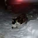 Подробнее об объявлении «Ульяновск Найдена кошка» Фото: найдена кошка  «Ульяновск Найдена кошка» в г. Ульяновск