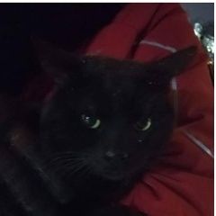 Подробнее об объявлении «Найден кот Ростов-на-Дону» Фото: найдена кошка  «Найден кот Ростов-на-Дону» в г. Ростов-на-Дону