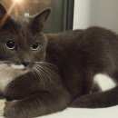 Подробнее об объявлении «Москва Найдена кошка» Фото: найдена кошка  «Москва Найдена кошка» в г. Москва