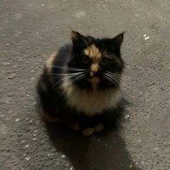 Подробнее об объявлении «Найден кот Москва» Фото: найдена кошка  «Найден кот Москва» в г. Москва