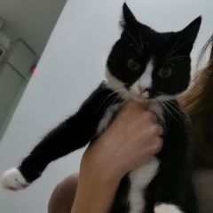 Подробнее об объявлении «Найдена кошка Оренбург» Фото: найдена кошка  «Найдена кошка Оренбург» в г. Оренбург