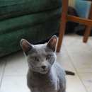 Подробнее об объявлении «Москва Найдена кошка молодая кошка» Фото: найдена кошка Русская голубая «Москва Найдена кошка молодая кошка» в г. Москва