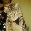 Подробнее об объявлении «Москва Найден кот» Фото: найдена кошка  «Москва Найден кот» в г. Москва