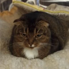 Подробнее об объявлении «Истра Найдена кошка кошечка вислоухая была с ошейником от бл» Фото: найдена кошка  «Истра Найдена кошка кошечка вислоухая была с...» в г. Истра