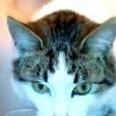 Подробнее об объявлении «Москва Найден кот молодой кот, скорее» Фото: найдена кошка  «Москва Найден кот молодой кот, скорее» в г. Москва