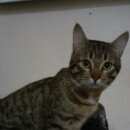 Подробнее об объявлении «Москва Найден кот» Фото: найдена кошка  «Москва Найден кот» в г. Москва