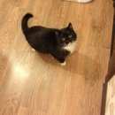 Подробнее об объявлении «Химки Найден кот» Фото: найдена кошка  «Химки Найден кот» в г. Химки