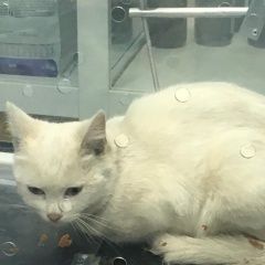 Подробнее об объявлении «Жуковский Найдена кошка белая» Фото: найдена кошка  «Жуковский Найдена кошка белая» в г. Жуковский
