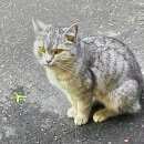 Подробнее об объявлении «Москва Найдена кошка» Фото: найдена кошка  «Москва Найдена кошка» в г. Москва