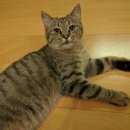 Подробнее об объявлении «Москва Найдена кошка» Фото: найдена кошка  «Москва Найдена кошка» в г. Москва