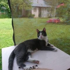 Подробнее об объявлении «Москва Найден кот» Фото: найдена кошка  «Москва Найден кот» в г. Москва