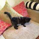 Подробнее об объявлении «Москва Найдена кошка жк головино, метро войковская водный с» Фото: найдена кошка  «Москва Найдена кошка жк головино, метро...» в г. Москва