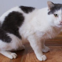 Подробнее об объявлении «Москва Найден кот с коротким хвостом в митино» Фото: найдена кошка  «Москва Найден кот с коротким хвостом в митино» в г. Москва