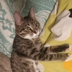 Подробнее об объявлении «Москва Найден кот метрогородок» Фото: найдена кошка  «Москва Найден кот метрогородок» в г. Москва