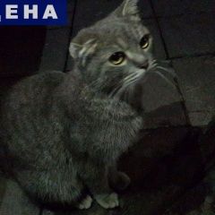 Подробнее об объявлении «Найдена кошка Балашиха» Фото: найдена кошка  «Найдена кошка Балашиха» в г. Балашиха