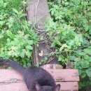 Подробнее об объявлении «Москва Найден кот д.купчинино» Фото: найдена кошка  «Москва Найден кот д.купчинино» в г. Москва