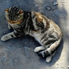 Подробнее об объявлении «Найден кот снт вишнёвый сад Ульяновск» Фото: найдена кошка  «Найден кот снт вишнёвый сад Ульяновск» в г. Ульяновск