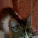 Подробнее об объявлении «Иваново Найден кот молодой кот» Фото: найдена кошка  «Иваново Найден кот молодой кот» в г. Иваново