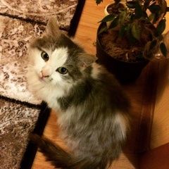 Подробнее об объявлении «Найден кот Тула» Фото: найдена кошка  «Найден кот Тула» в г. Тула