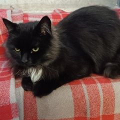 Подробнее об объявлении «Найден кот, кастрирован. Новокуйбышевск» Фото: найдена кошка  «Найден кот, кастрирован. Новокуйбышевск» в г. Новокуйбышевск