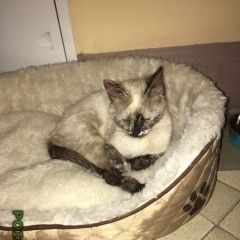 Подробнее об объявлении «Москва Найдена кошка на набережной тараса шевченко, район дор» Фото: найдена кошка  «Москва Найдена кошка на набережной тараса...» в г. Москва