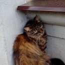 Подробнее об объявлении «Санкт-Петербург Найдена кошка» Фото: найдена кошка  «Санкт-Петербург Найдена кошка» в г. Санкт-Петербург