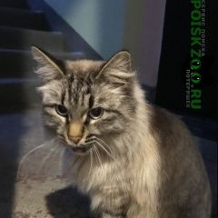Подробнее об объявлении «Казань Найден кот» Фото: найдена кошка  «Казань Найден кот» в г. Казань