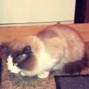 Подробнее об объявлении «Найдена кошка молодая - около года + - Реутов» Фото: найдена кошка  «Найдена кошка молодая - около года + - Реутов» в г. Реутов