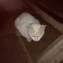 Подробнее об объявлении «Москва Найдена кошка» Фото: найдена кошка  «Москва Найдена кошка» в г. Москва