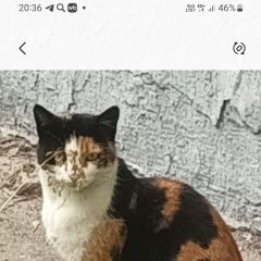 Подробнее об объявлении «Найдена кошка свао м бабушкинская Москва» Фото: найдена кошка  «Найдена кошка свао м бабушкинская Москва» в г. Москва
