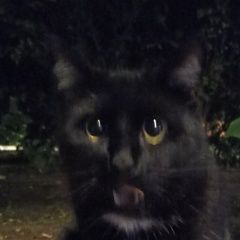 Подробнее об объявлении «Найдена кошка была заменена кошка похожа на домашнюю Санкт-Петербург» Фото: найдена кошка  «Найдена кошка была заменена кошка похожа на...» в г. Санкт-Петербург