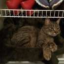 Подробнее об объявлении «Москва Найден кот (химки, куркино)» Фото: найдена кошка  «Москва Найден кот (химки, куркино)» в г. Москва