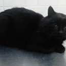 Подробнее об объявлении «Москва Найден кот черный кот в куркино» Фото: найдена кошка  «Москва Найден кот черный кот в куркино» в г. Москва