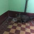 Подробнее об объявлении «Москва Найдена кошка кот и кошка ул. трофимова» Фото: найдена кошка  «Москва Найдена кошка кот и кошка ул. трофимова» в г. Москва