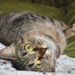 Подробнее об объявлении «Москва Найдена кошка полосатая, перово» Фото: найдена кошка  «Москва Найдена кошка полосатая, перово» в г. Москва