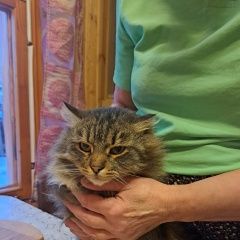 Подробнее об объявлении «Найдена кошка Томилино» Фото: найдена кошка Сибирская кошка «Найдена кошка Томилино» в г. Томилино
