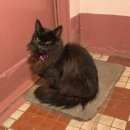 Подробнее об объявлении «Москва Найдена кошка» Фото: найдена кошка  «Москва Найдена кошка» в г. Москва