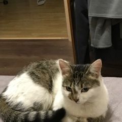 Подробнее об объявлении «Москва Найдена кошка район аэропорт» Фото: найдена кошка  «Москва Найдена кошка район аэропорт» в г. Москва