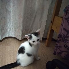 Подробнее об объявлении «Найден котёнок месяца Зеленоград» Фото: найдена кошка  «Найден котёнок месяца Зеленоград» в г. Зеленоград