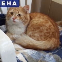 Подробнее об объявлении «Найден кот чей кот? Ростов-на-Дону» Фото: найдена кошка Сибирская «Найден кот чей кот? Ростов-на-Дону» в г. Ростов-на-Дону