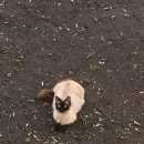 Подробнее об объявлении «Москва Найдена кошка, текстильщики» Фото: найдена кошка  «Москва Найдена кошка, текстильщики» в г. Москва