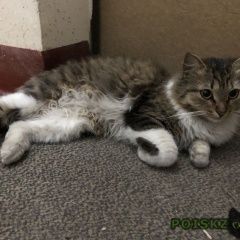 Подробнее об объявлении «Москва Найдена кошка» Фото: найдена кошка  «Москва Найдена кошка» в г. Москва
