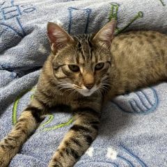 Подробнее об объявлении «Найден кот Реутов» Фото: найдена кошка  «Найден кот Реутов» в г. Реутов