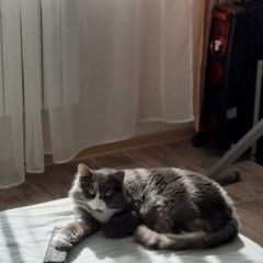 Подробнее об объявлении «Санкт-Петербург Найден кот дымчатый пушистый» Фото: найдена кошка  «Санкт-Петербург Найден кот дымчатый пушистый» в г. Санкт-Петербург