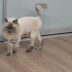 Подробнее об объявлении «Краснодар Найден кот» Фото: найдена кошка Сиамская кошка «Краснодар Найден кот» в г. Краснодар