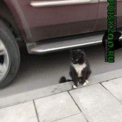 Подробнее об объявлении «Москва Найдена кошка черная кошка с белыми пятнами, коломенск» Фото: найдена кошка  «Москва Найдена кошка черная кошка с белыми...» в г. Москва